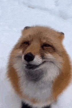 Fox GIF