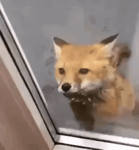 Fox GIF